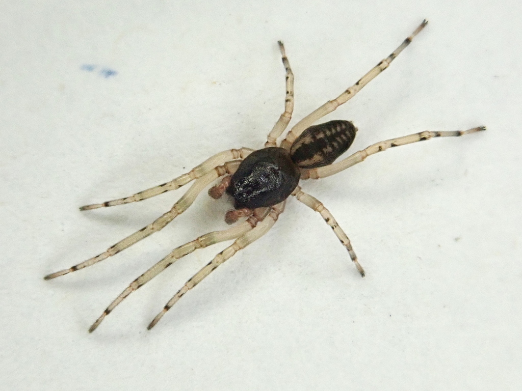 Meriola cetiformis