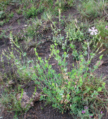 Silene chlorifolia