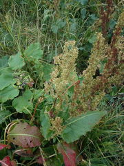 Rumex confertus