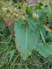 Rumex confertus