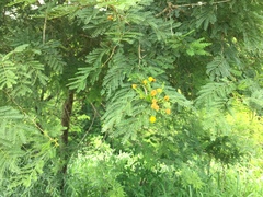 Vachellia natalitia