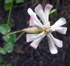 Silene chlorifolia