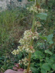 Rumex confertus