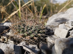 Mammillaria melanocentra melanocentra