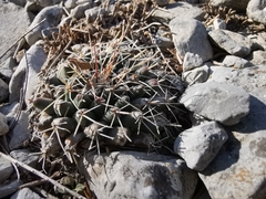 Mammillaria melanocentra melanocentra