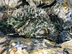 Mammillaria melanocentra melanocentra