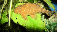 Panaqolus