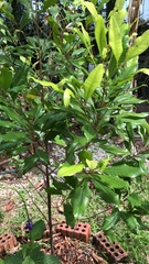 Syzygium aromaticum