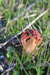 Colus hirudinosus