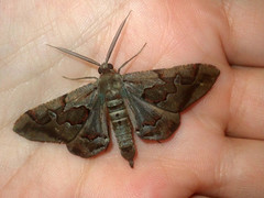 Hypochrosis binexata