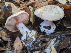 Cortinarius intricatus