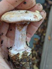 Cortinarius intricatus