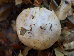 Cortinarius intricatus