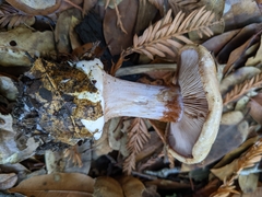 Cortinarius intricatus