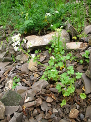 Sobolewskia truncata