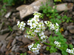 Sobolewskia truncata