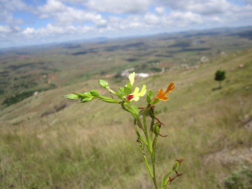 Cynorkis flexuosa