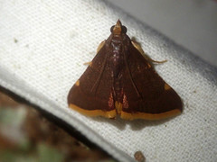 Hypsopygia marthalis