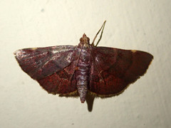Hypsopygia marthalis