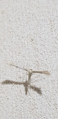 Pterophorus ischnodactylus