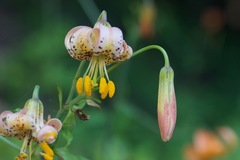 Lilium columbianum