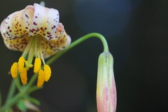 Lilium columbianum