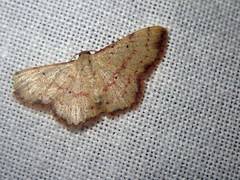 Idaea craspedota