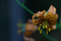 Lilium columbianum