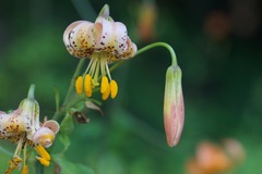 Lilium columbianum