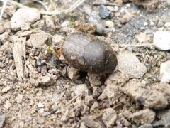 Onthophagus similis