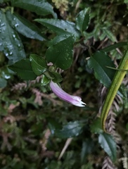 Tripterospermum luzonense