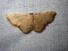 Idaea craspedota