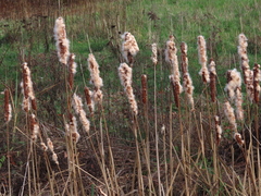 Typha × glauca