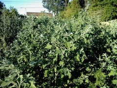 Chenopodium album