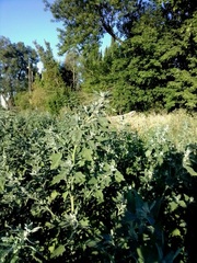 Chenopodium album
