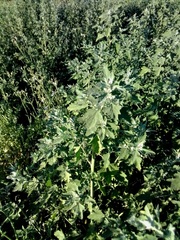 Chenopodium album