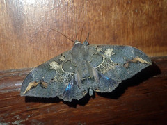 Ischyja ferrifracta