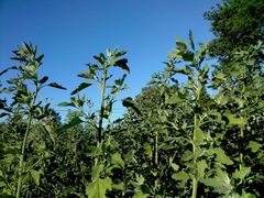 Chenopodium album