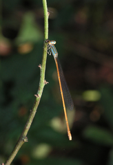 Aciagrion pallidum