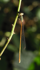 Aciagrion pallidum