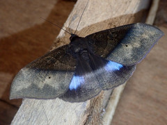 Ischyja inferna