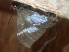 Ischyja inferna