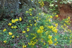 Hippocrepis emerus emeroides