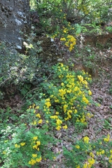 Hippocrepis emerus emeroides