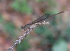 Ceriagrion olivaceum