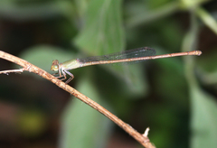 Ceriagrion olivaceum