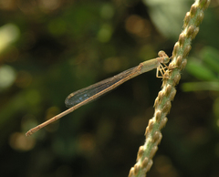 Ceriagrion olivaceum
