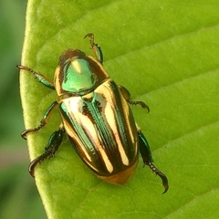 Pelidnota liturella