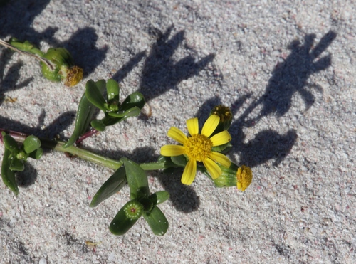 Image of Senecio maritimus by (c) Tony Rebelo, some rights reserved (CC BY-SA)