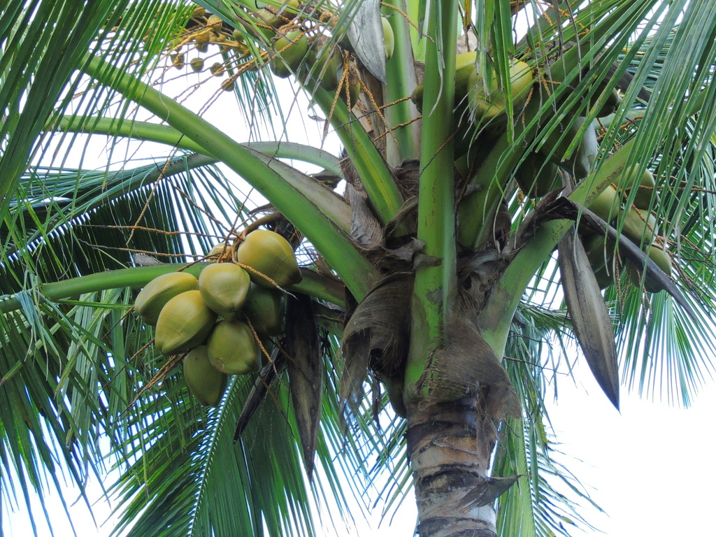 Cocotero (Las Plantas Del Ekoparque Luna Forest Guía De Campo ...